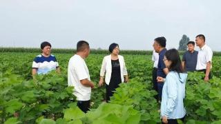 农业农村部领导来金乡县开展棉花高质量发展调研