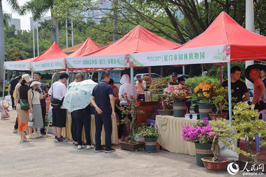 十余项配套活动持续至12月 厦门市首届市树市花主题活动启动