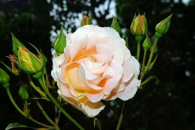 婆婆过生日，对我妈说：亲家，今天你来准备饭菜，红包就不收你的