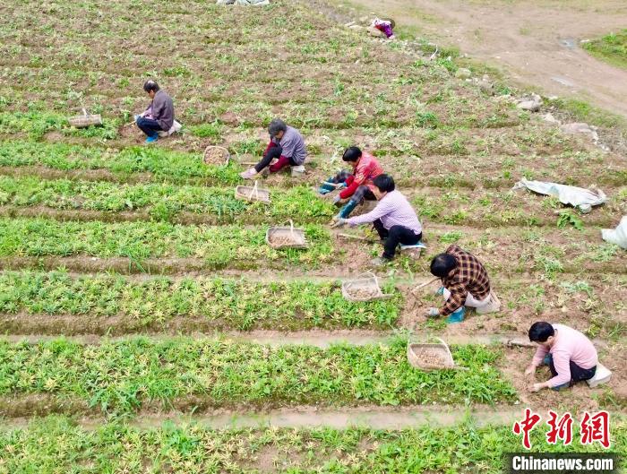 浙江磐安：浙贝母陆续产新 药农田间采挖忙