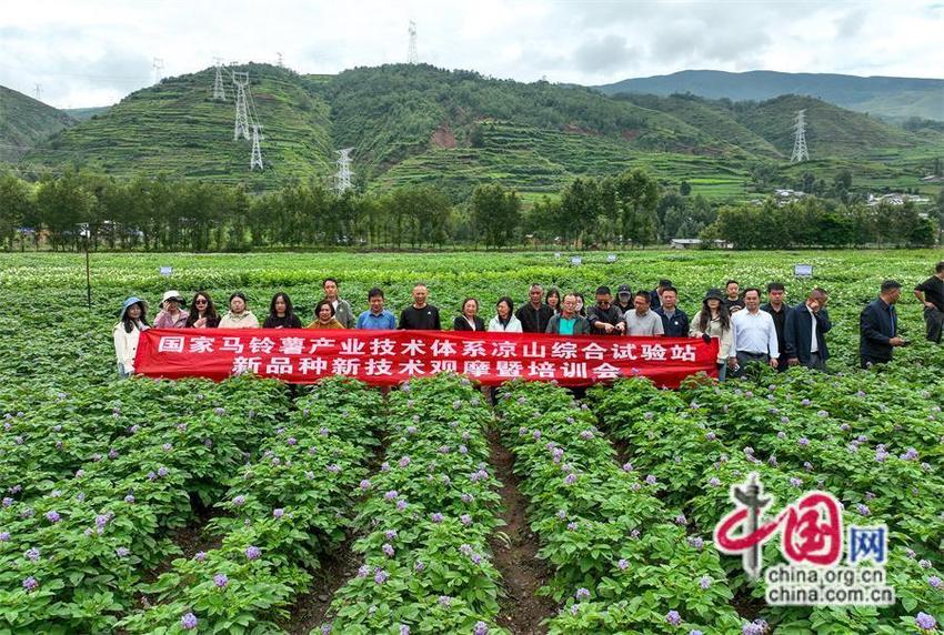 马铃薯新品种新技术观摩培训会在凉山昭觉举行