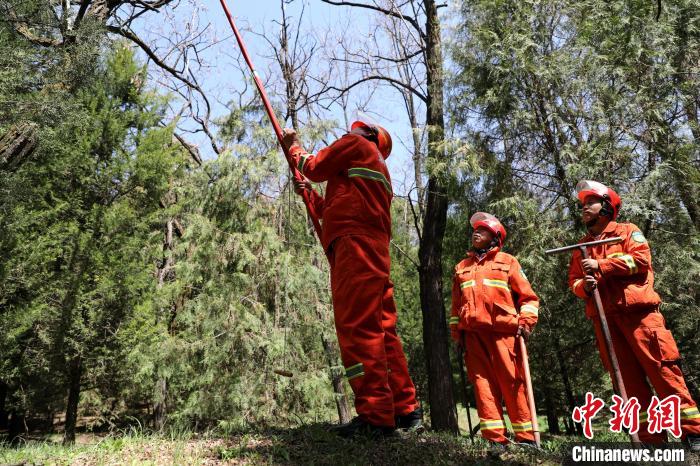 陕西黄陵桥山护林人：十数年坚守 日行五公里