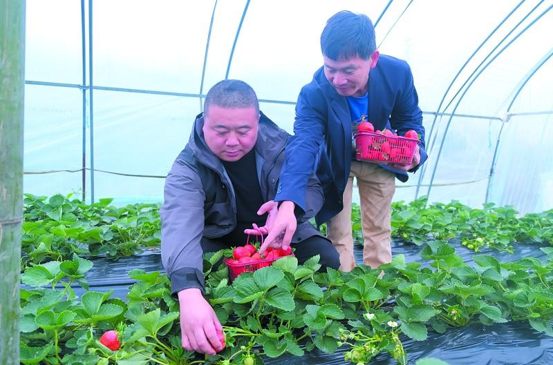 乡亲们称赞的“乡村经纪人”