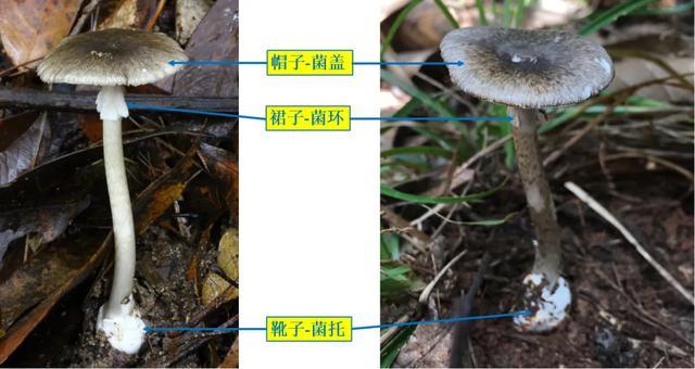 湖南发布2024年野生蘑菇中毒风险分级地图