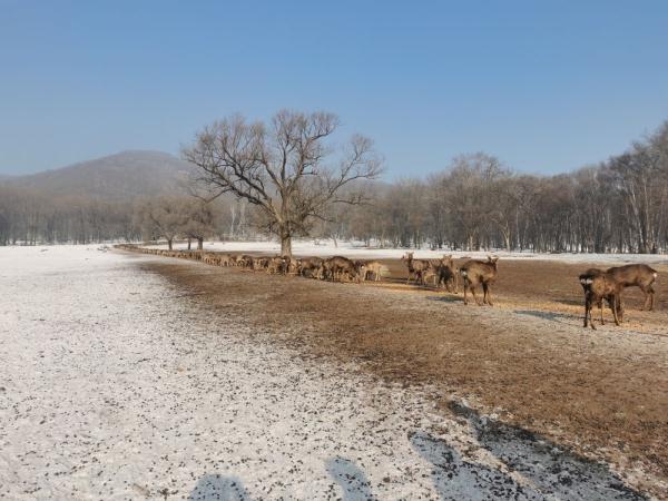 哈尔滨平山皇家鹿苑旅游区打造多样冰雪旅游项目