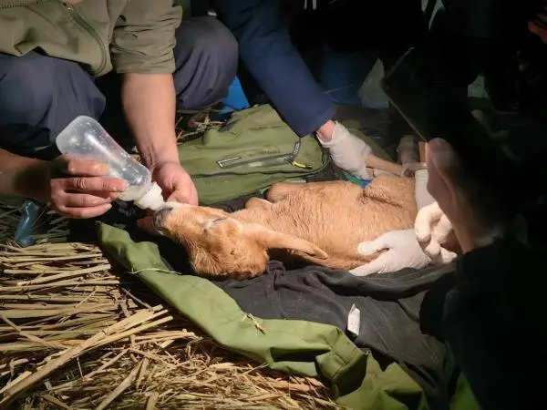 新生命“扎堆报道” 南京紫清湖野生动物世界人工育幼濒危物种弯角剑羚亮相