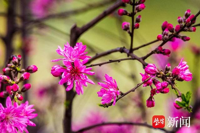 南京玄武湖春色正好，桃花竞相盛开，花香弥漫