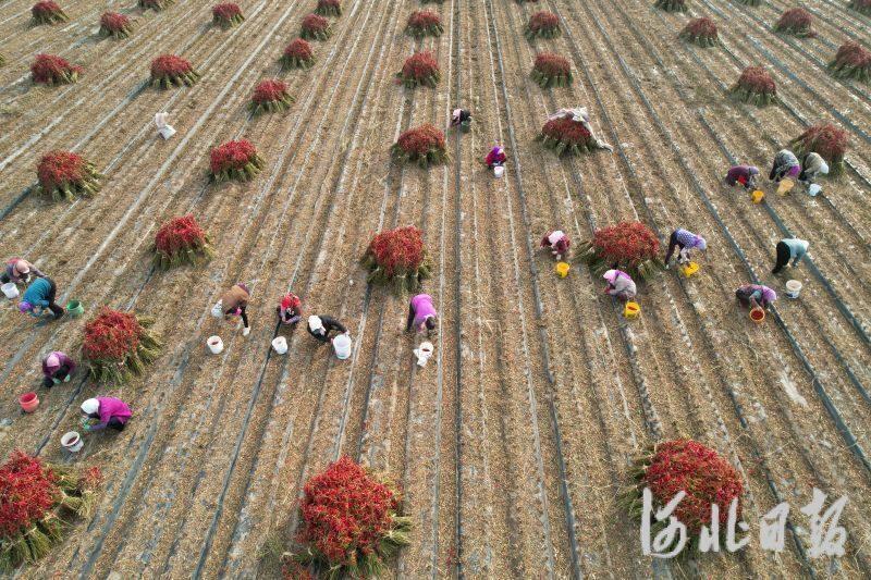 河北滦南：辣椒收获忙