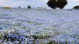 日本一公园粉蝶花绽放 吸引众多游客欣赏
