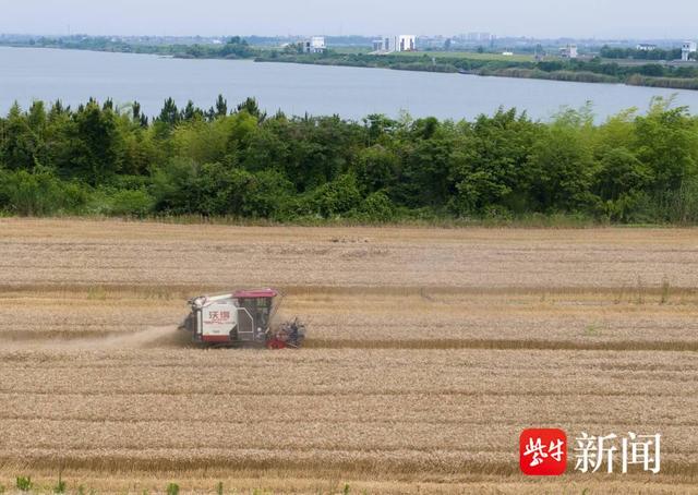 句容赤山湖三台收割机抢收800多亩小麦