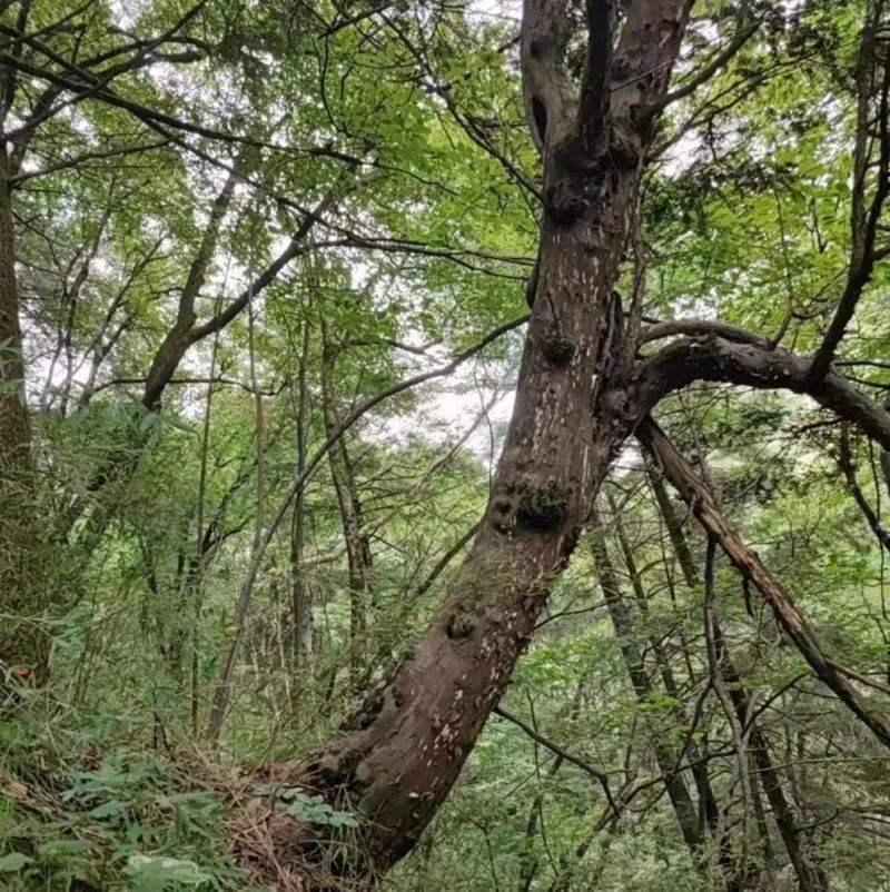 揭秘秦岭“神奇动物”的十二时辰