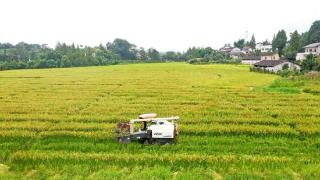 达州大竹“粮芯”工程引领高质量发展“稻”路
