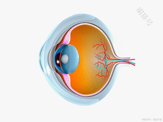 眼睛的结构都有哪些？一文了解下