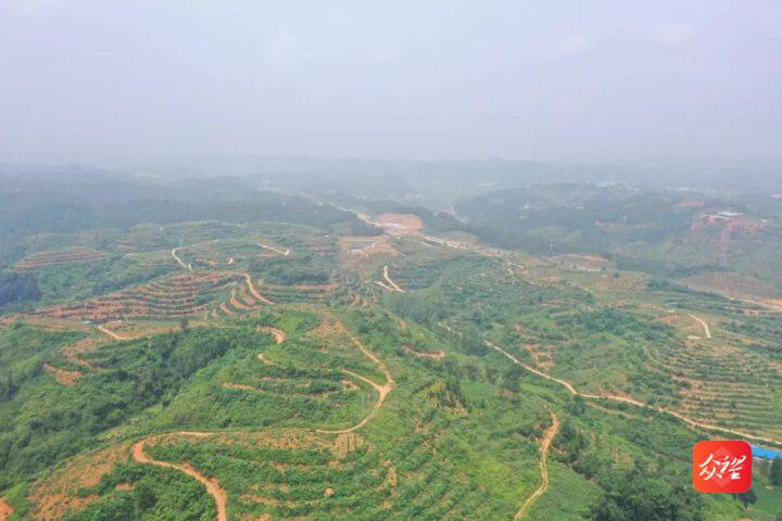 贵州大龙：满目山川披绿装 生态富民好钱景