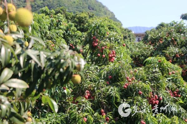 赤水市元厚镇：新品荔枝出山记