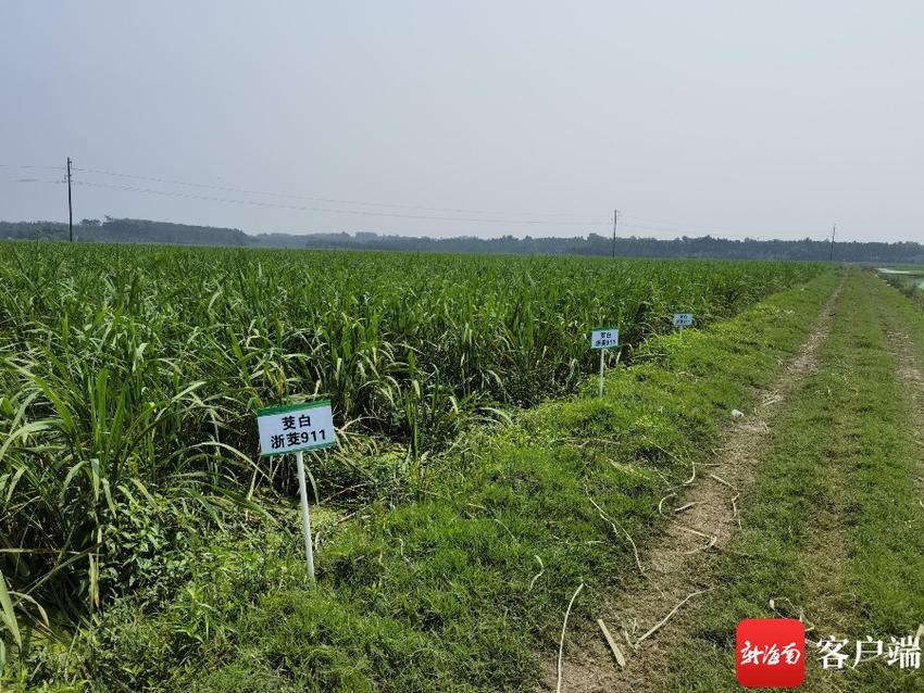 海南种植的茭白“抢早”上市