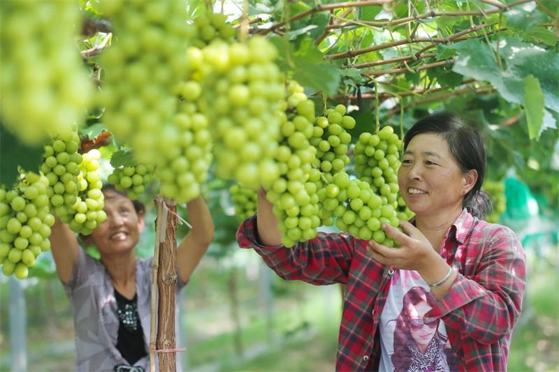 安徽濉溪：金秋时节“丰”景独好