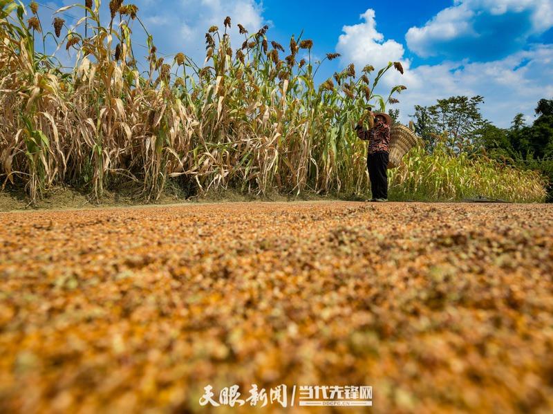 视觉茅台丨处暑：暑气渐消秋意浓 沽酒一杯话秋凉