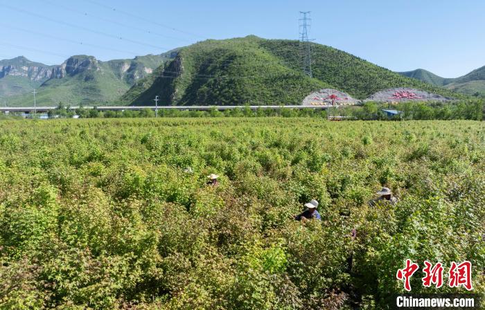 荒山绿化见成效 太行山上采茶忙