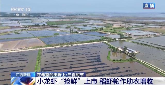 江西南昌铁河乡小龙虾养殖基地今年产量突破四百斤