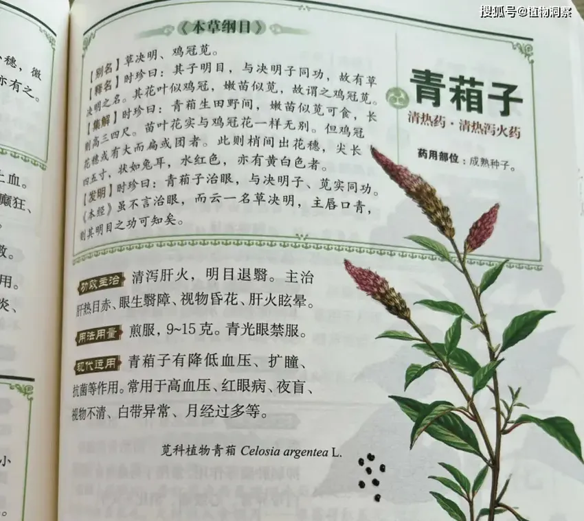 花形似鸡冠，俗称“鸡冠花”，又名青葙，籽拿来煮水，清肝明目！