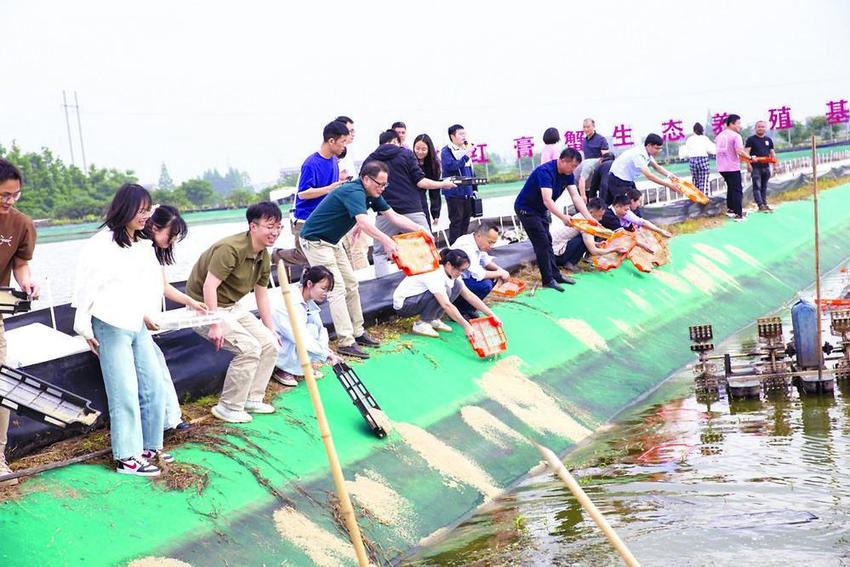 鹤龙湖镇 首批湘水红膏蟹宝宝“回家”