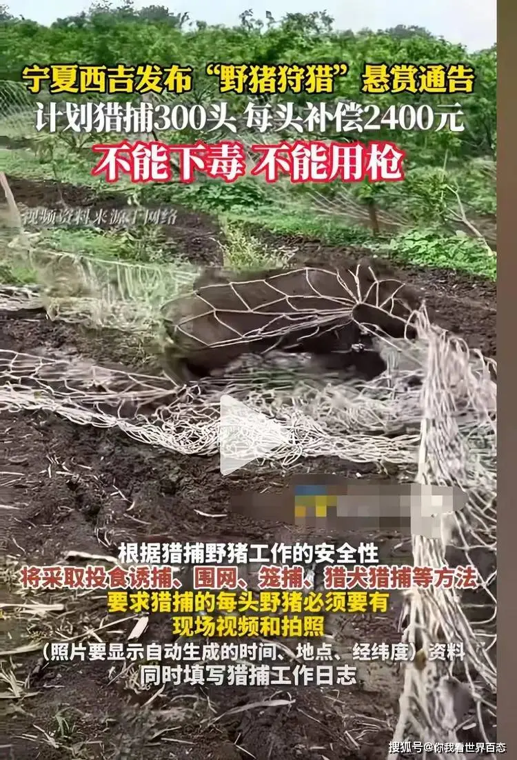 宁夏招募野猪猎人，要求不准下毒和用枪，网友：让我劝野猪自杀？