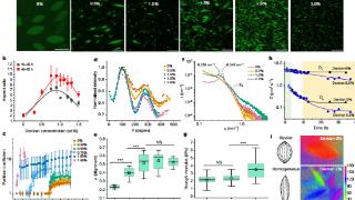 科学家发现超分子液液相分离，为生物纤维相分离开启新大门