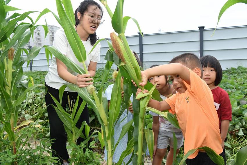 沧州经济开发区：让幼儿在劳动中快乐成长