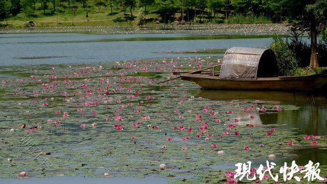 花在水上漂，云在水中游，南京水上“莫奈花园”不容错过