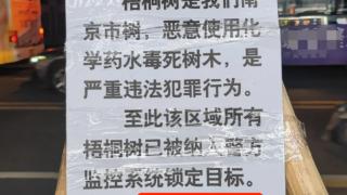 南京一行道树挂“禁止毒树”警告牌，社区：居民所写，没发现毒树行为