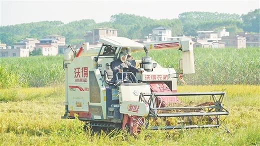 金秋时节农事忙 横州处处秋实美