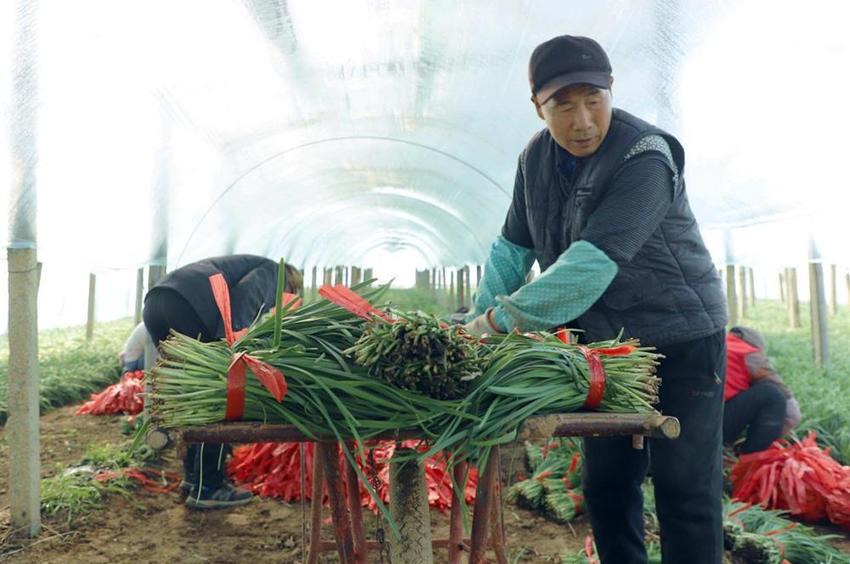 河北香河：人勤春来早 大棚春意浓