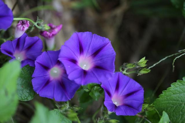 俗称‘打碗花’，又叫‘牙痛草’，胡萝卜素含量高，是白菜的20