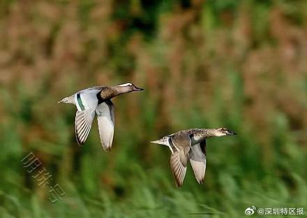 “鸟挤鸟”“排排睡”！深圳湾迎来今年首批南迁候鸟