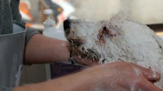 狗狗洗澡是件麻烦事，铲屎官常常累得满身汗，有没有什么好技巧？