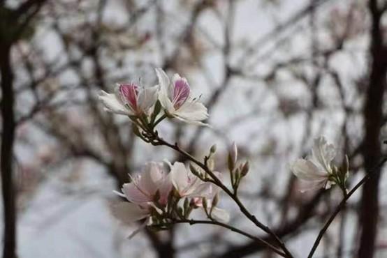 云南保山：百花岭上白花盛开洁白淡雅清新怡人