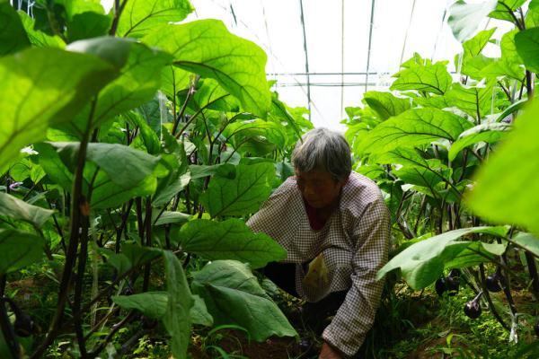 河北灵寿农户在蔬菜种植基地采摘黄瓜促增收致富