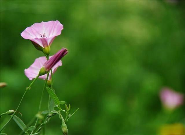 俗称‘打碗花’，又叫‘牙痛草’，胡萝卜素含量高，是白菜的20