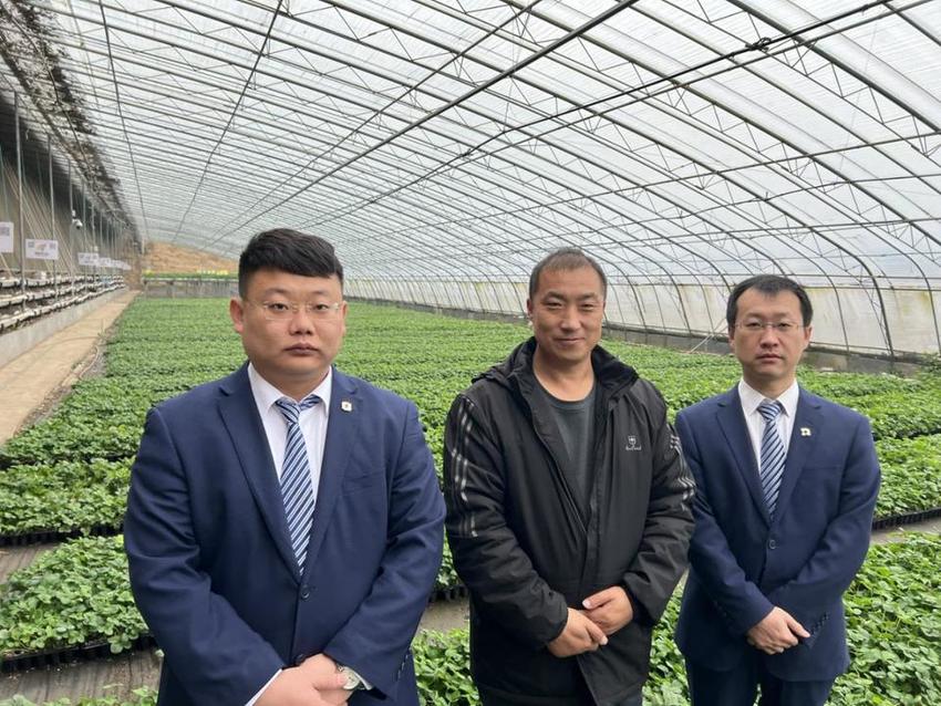 齐鲁银行“蔬菜贷” 助力蔬菜大棚实现农业现代化