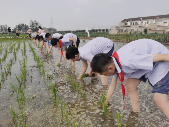 泗阳县实验小学开展插秧活动：不负时光 插下希望