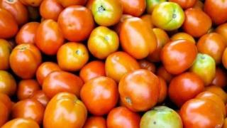 去年拿去喂牲畜，今年的价格让你“高攀不起”！缅甸番茄获好价