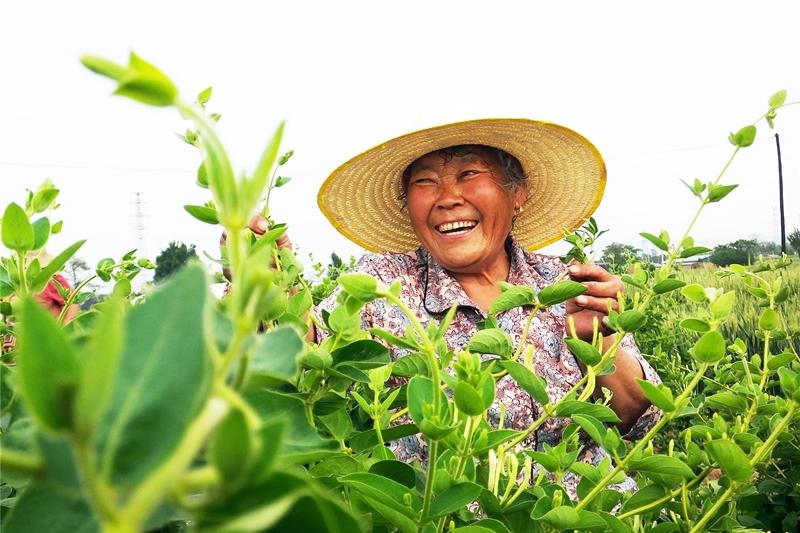 山西新绛：金银花开幸福来