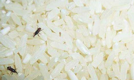怎样让米虫远离大米