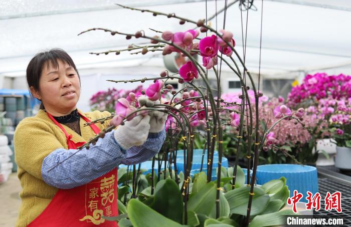 安徽肥西：冬日兰花市场俏