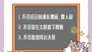 海报图品|新手养鼠，这几件事千万不要做