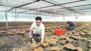 泰宁：原木灵芝采摘上市