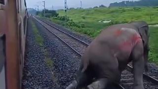 印度一小象被疾驰火车撞倒：多次挣扎起身均宣告失败