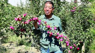 东北仙女果扎根乐都荒山坡