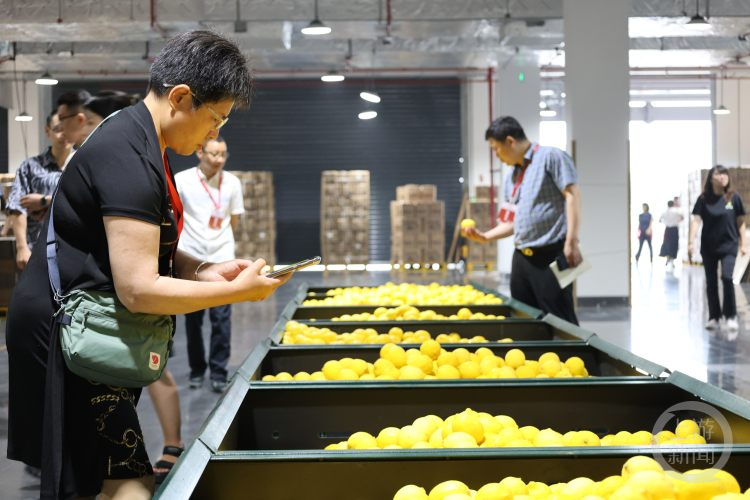 海外华文媒体探访潼南柠檬“七十二变”出海秘诀